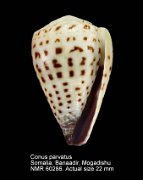Conus parvatus